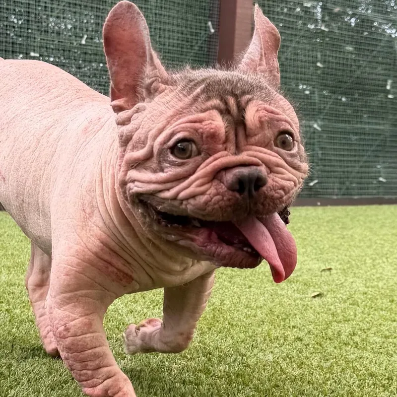 An adult small-sized male French Bulldog dog named E.t. for adoption in LOXAHATCHEE, FL