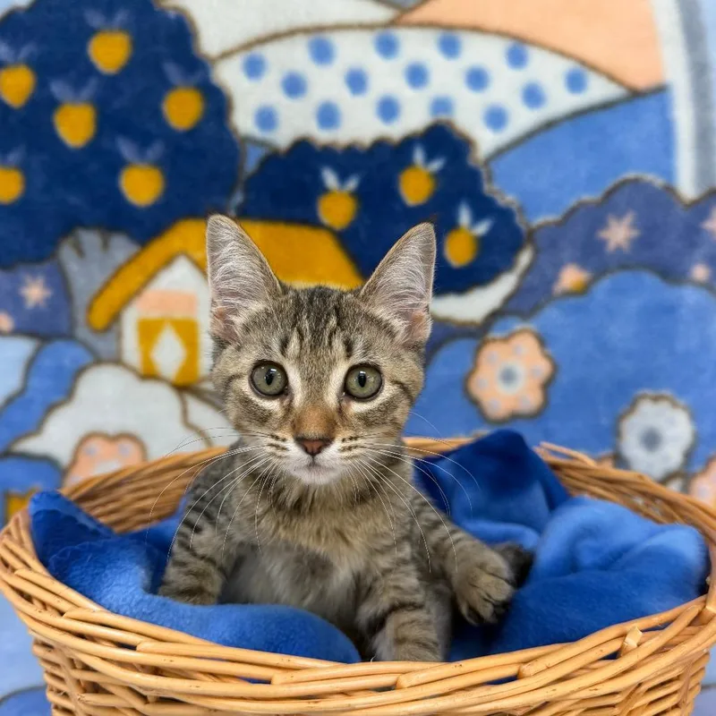 Juliet