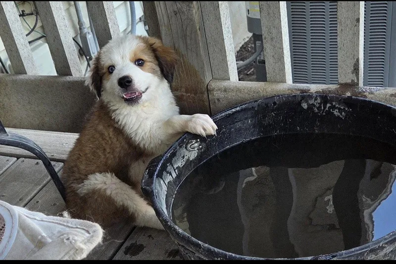 A baby large-sized female Great Pyrenees dog named Reba for adoption in Midway, UT