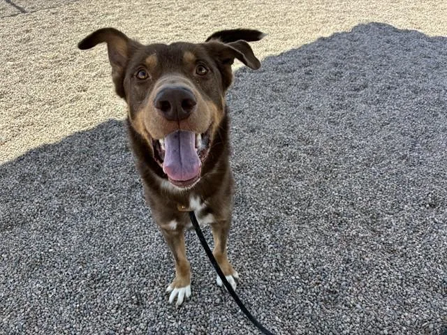 A young large-sized male Husky dog named Wiley for adoption in Mesa, AZ