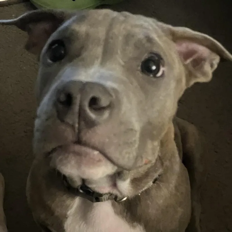 A baby medium-sized male Brindle American Staffordshire Terrier dog named Ferb for adoption in Enid, OK