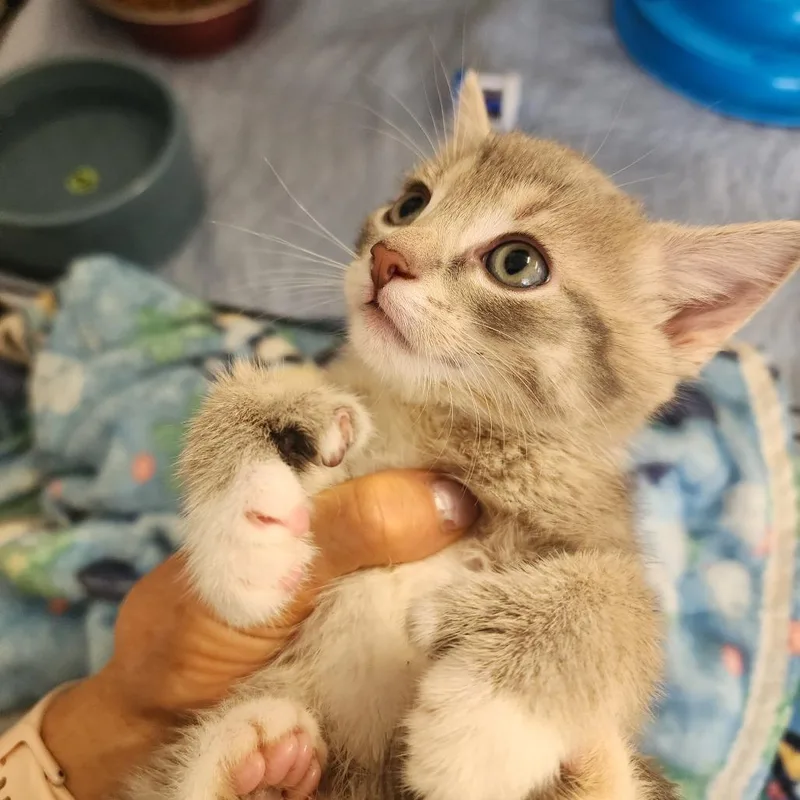 A baby small-sized female Gray / Blue / Silver Domestic Short Hair cat named Rhiannon for adoption in Evensville, TN