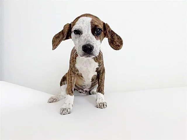 A baby small-sized male Terrier dog named Hellcat for adoption in Saint Louis, MO