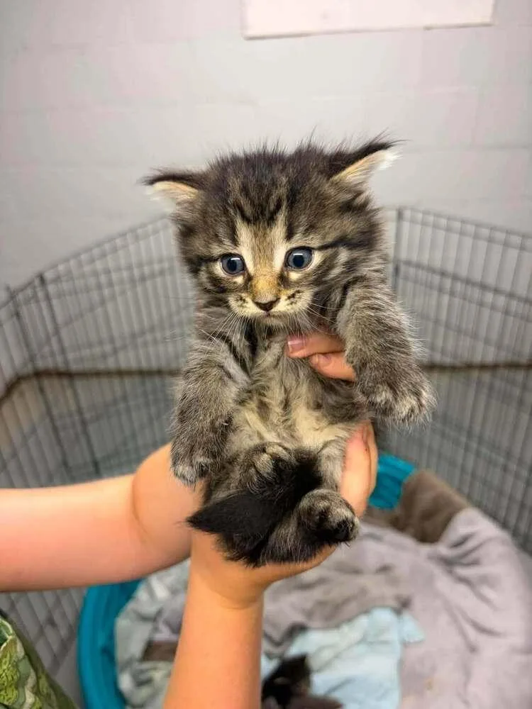 A baby medium-sized male Tabby (Brown / Chocolate) Domestic Medium Hair cat named Carter for adoption in Dorr, MI