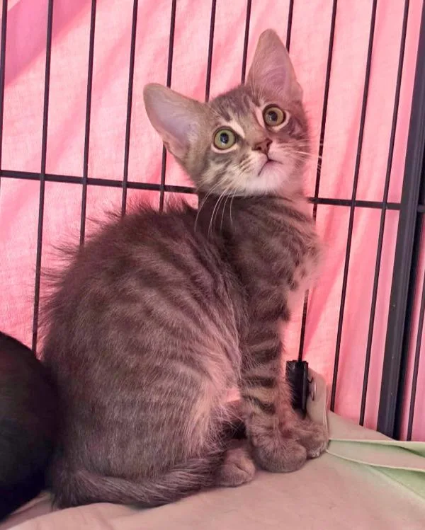 A baby small-sized male Domestic Short Hair cat named Tzatziki for adoption in Novato, CA