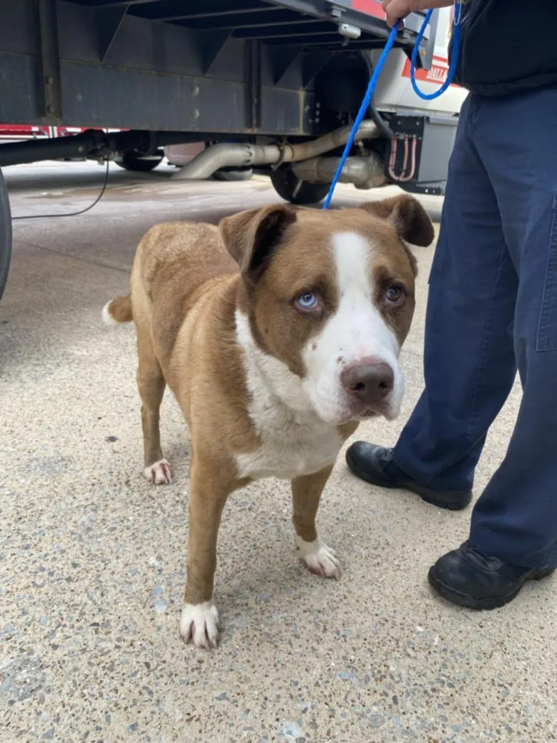 An adult extra large-sized male Pit Bull Terrier dog named Pancho for adoption in Dallas, TX