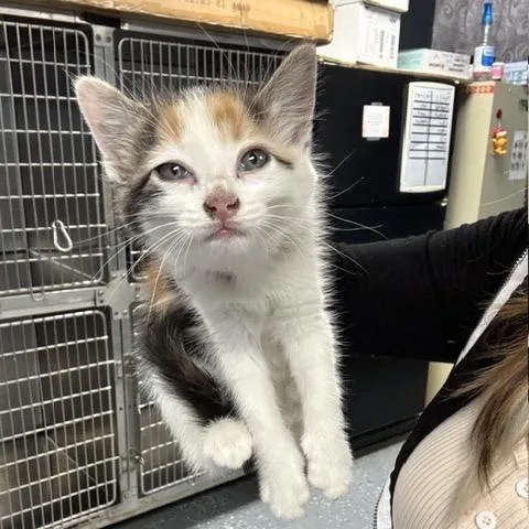 A baby small-sized female Calico Domestic Short Hair cat named Missy Elliott for adoption in St Joseph, MO
