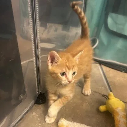 A baby small-sized male Orange / Red Domestic Short Hair cat named Conky for adoption in Tempe, AZ