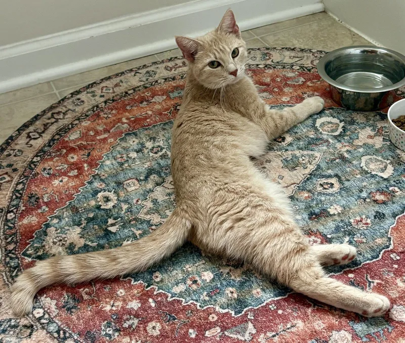 A young medium-sized female Orange / Red Domestic Short Hair cat named Peaches for adoption in King George, VA