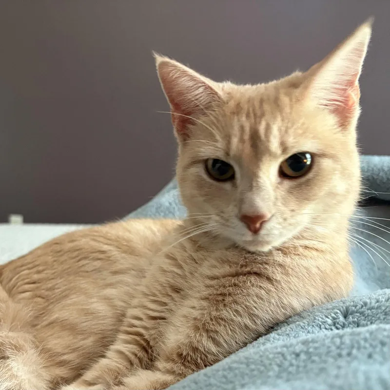 Peaches thumbnail 2