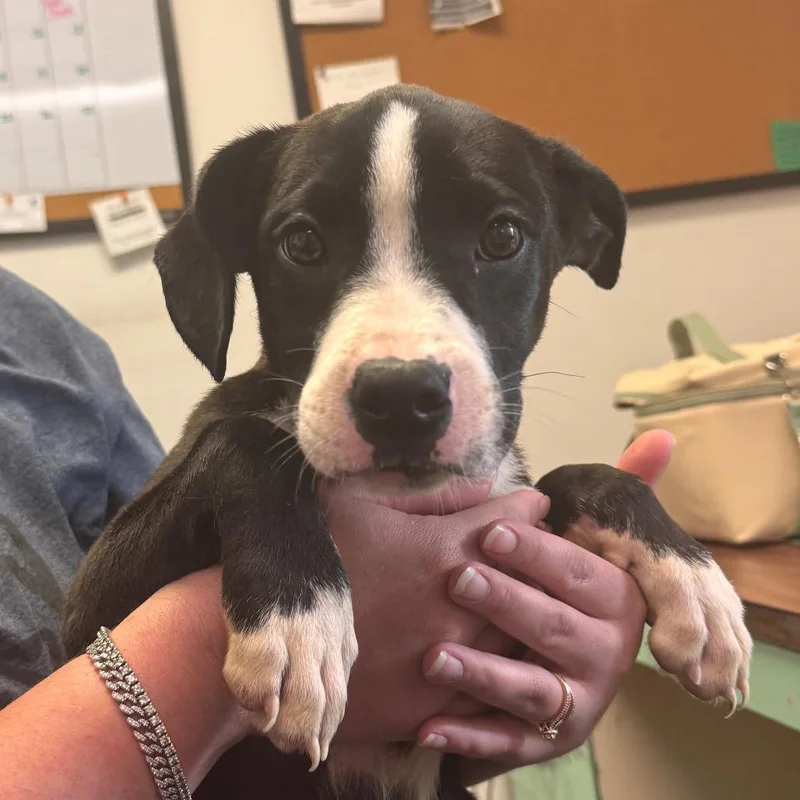 A baby small-sized female Black Terrier dog named Cricket for adoption in Marion, VA