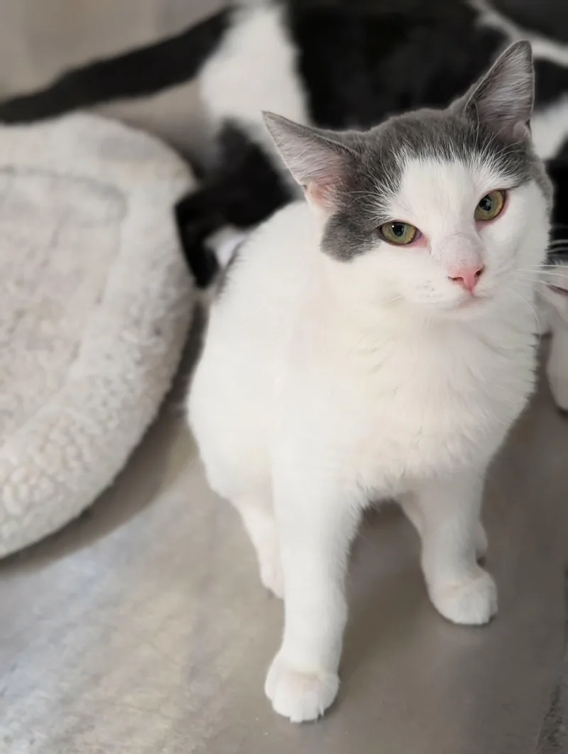 A baby medium-sized male Gray & White Domestic Short Hair cat named Taz for adoption in Chambersburg, PA