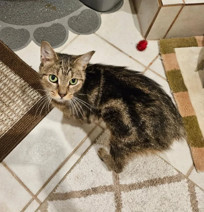A young small-sized female Domestic Short Hair cat named Iris for adoption in Chicago, IL