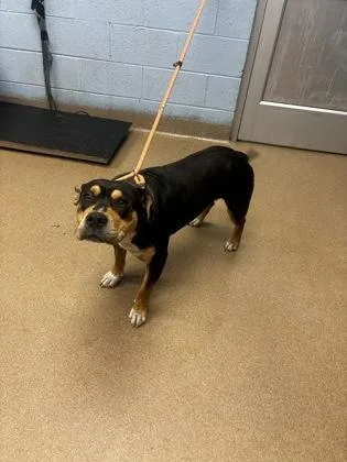 An adult large-sized male Mixed Breed dog named Oompas for adoption in Chamblee, GA