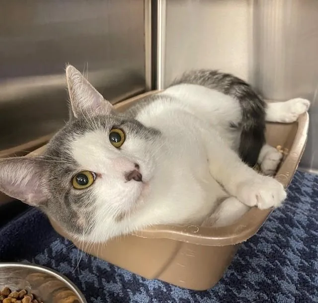An adult medium-sized male Gray & White Domestic Short Hair cat named Viscount for adoption in Prudenville, MI