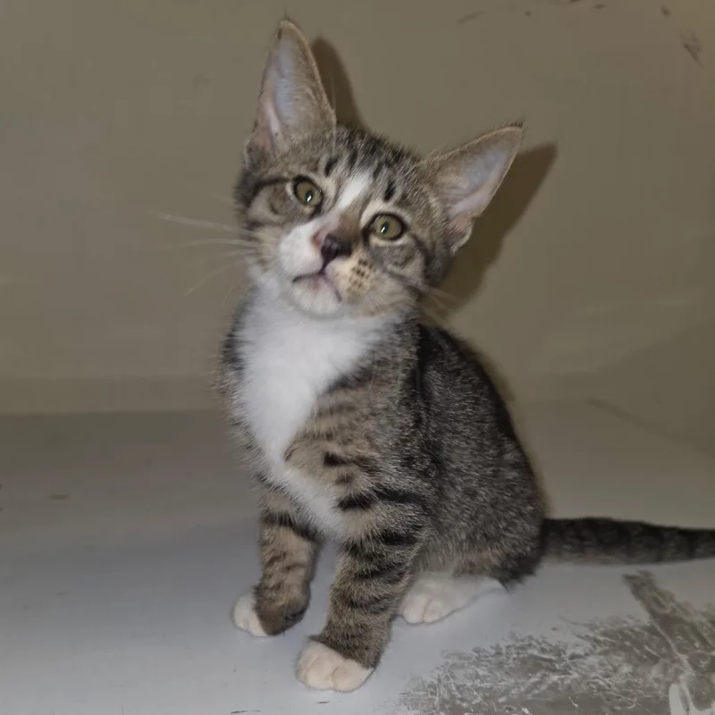 A baby medium-sized male Tabby (Gray / Blue / Silver) Domestic Short Hair cat named Tigger for adoption in Nantucket, MA