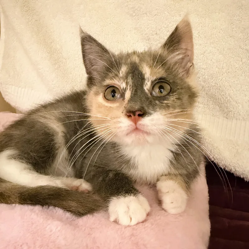A baby medium-sized female Domestic Short Hair cat named Tawny for adoption in Cooperstown, NY