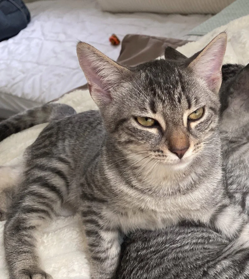 A young medium-sized male Tabby cat named Maverick for adoption in Tarrytown, GA