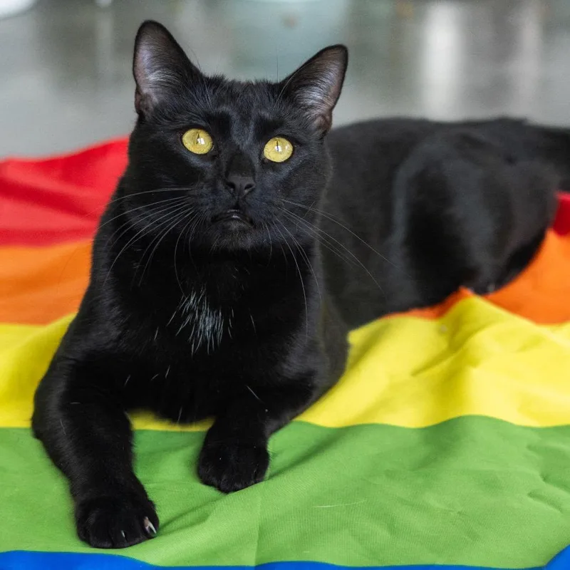 An adult medium-sized male Black Domestic Short Hair cat named Mitch Rodeo for adoption in Wilmington, DE