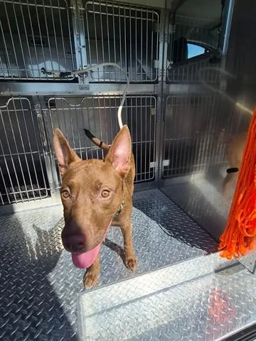 A young small-sized male Australian Kelpie dog named Kelp for adoption in Dayton, OH