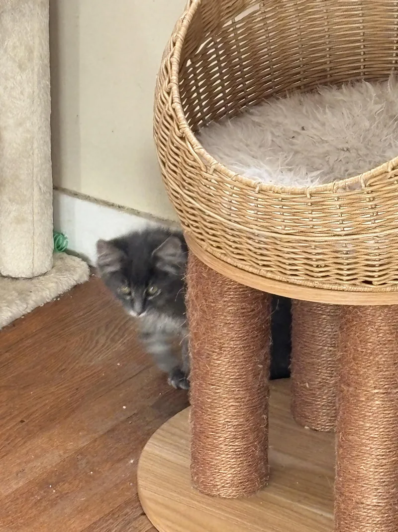A baby small-sized male Domestic Medium Hair cat named Zuko for adoption in Bethel Park, PA