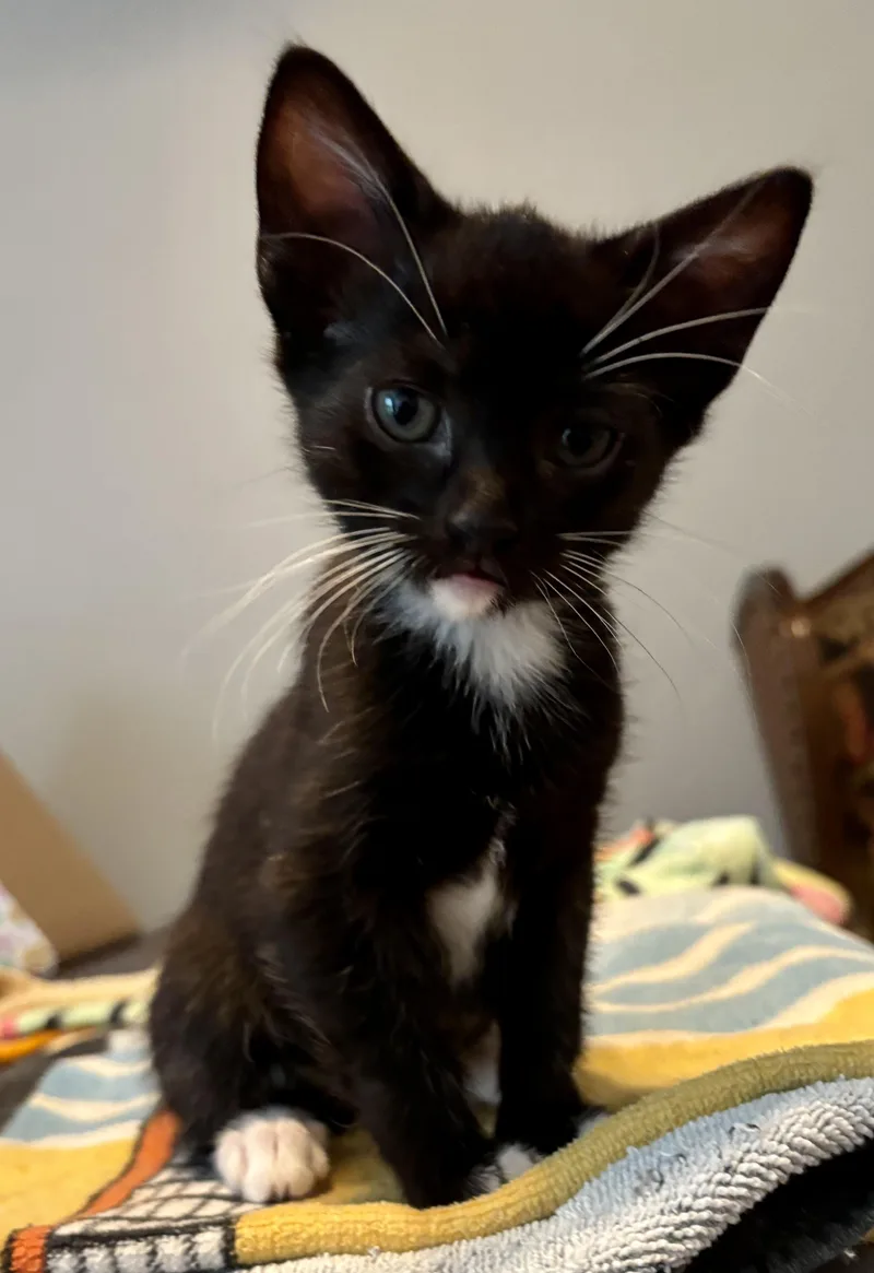 A baby small-sized female Domestic Short Hair cat named Junebug for adoption in Knoxville, TN