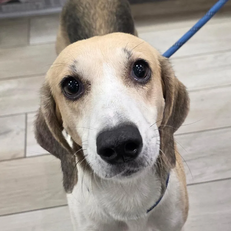 An adult medium-sized female Brown / Chocolate Hound dog named Bertie for adoption in Chatham, VA