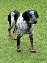 A young medium-sized female Tricolor (Brown, Black, & White) Australian Cattle Dog / Blue Heeler dog named Trixie for adoption in Commerce, TX