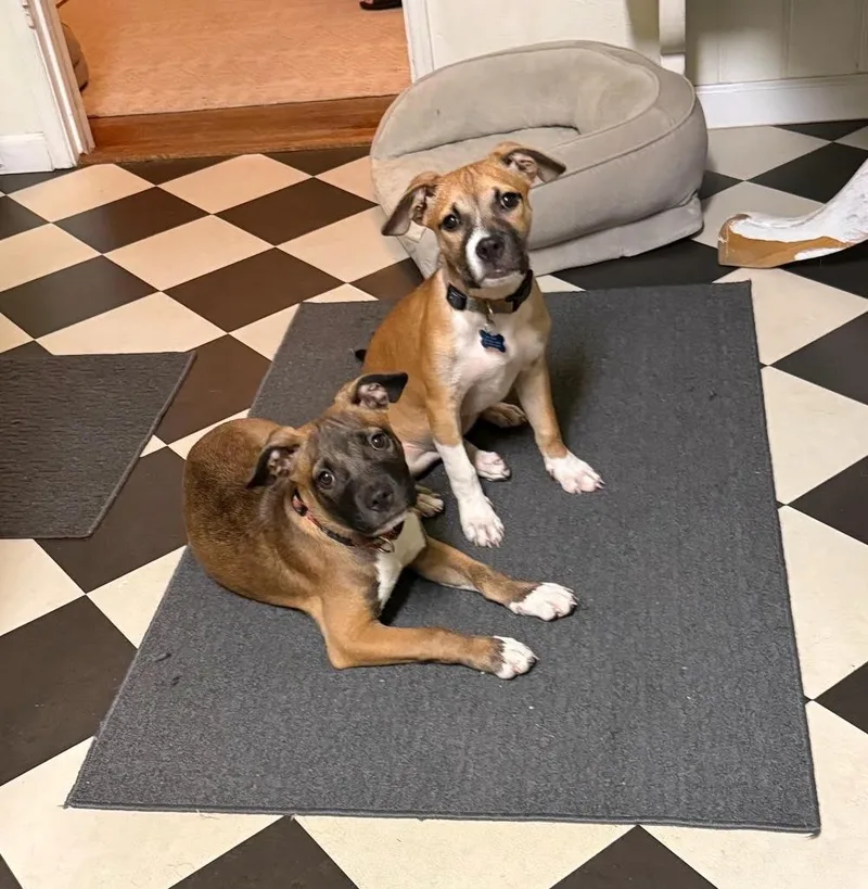 A baby medium-sized female American Staffordshire Terrier dog named Penny for adoption in Sherman Oaks, CA
