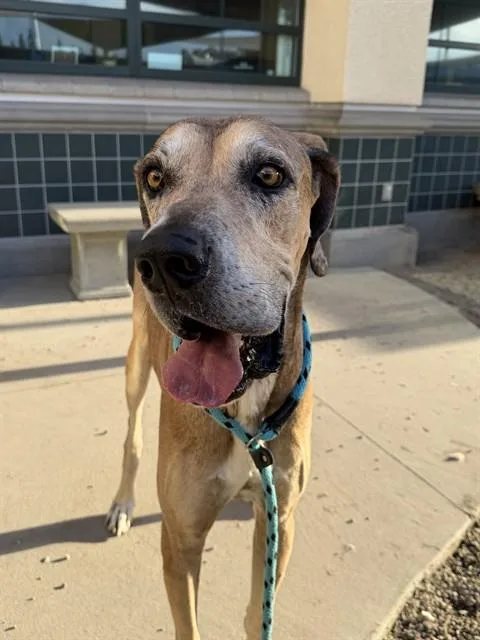 A senior extra large-sized male Great Dane dog named Dually for adoption in Rancho Cucamonga, CA