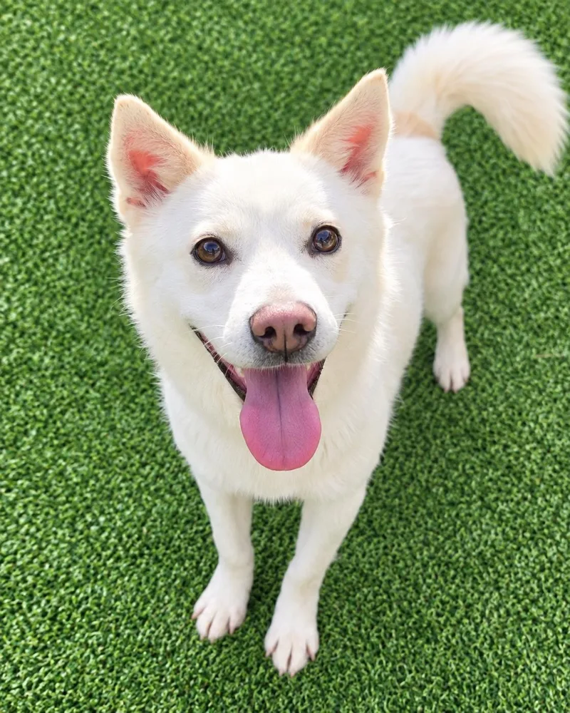 An adult medium-sized female Jindo dog named Mimi for adoption in Duluth, GA