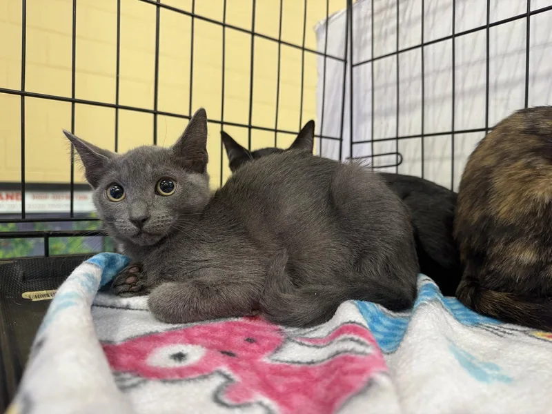 A baby medium-sized female Gray / Blue / Silver Domestic Short Hair cat named Festivity for adoption in Oviedo, FL