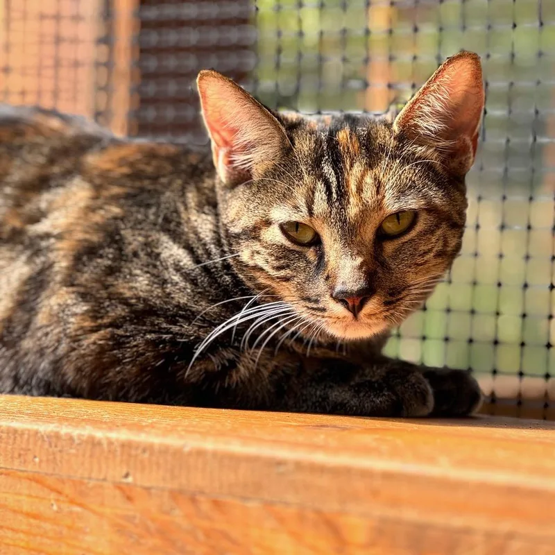 Tennille thumbnail 2