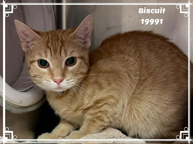 A young medium-sized male Tabby (Orange / Red) Domestic Short Hair cat named Biscuit See Also Cobbler for adoption in Marietta, GA