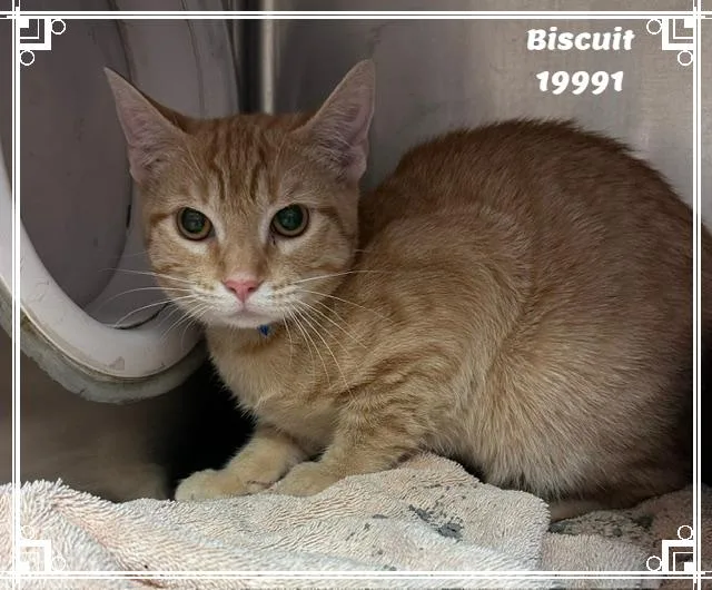 Biscuit See Also Cobbler thumbnail 2
