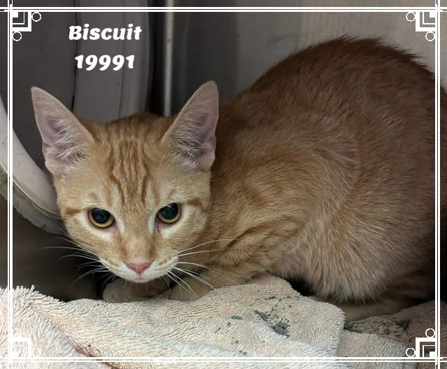 Biscuit See Also Cobbler thumbnail 3