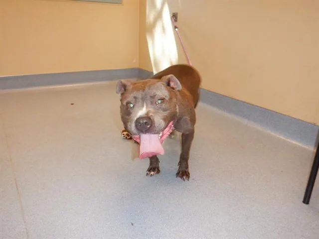 A young large-sized female Pit Bull Terrier dog named Travi for adoption in San Jose, CA