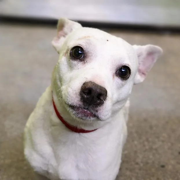 An adult small-sized female White / Cream Chihuahua dog named Minnie for adoption in San Jacinto, CA
