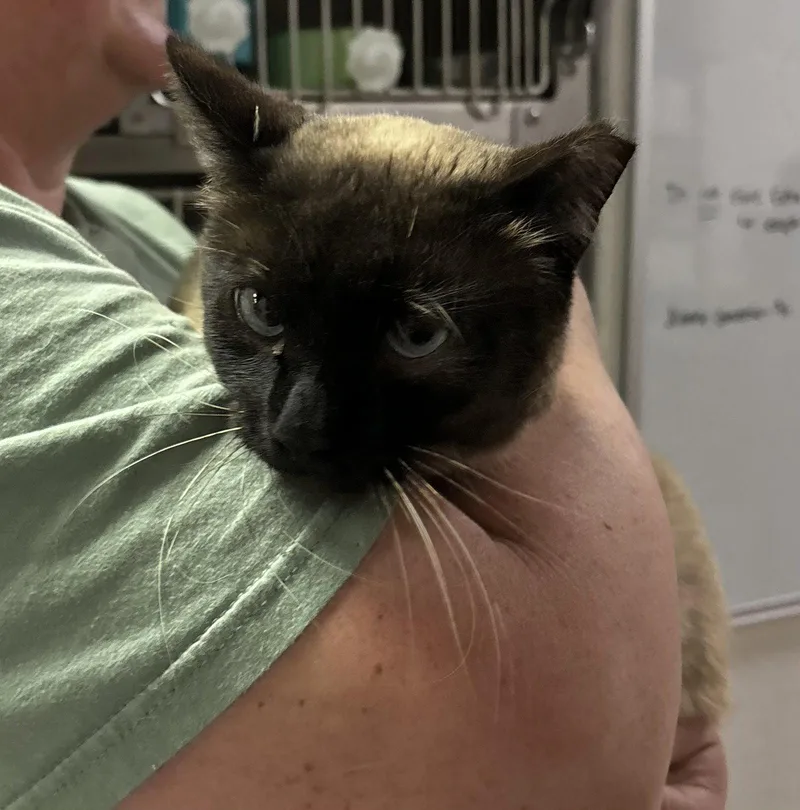 An adult medium-sized female Siamese cat named Aggy for adoption in Vacaville, CA