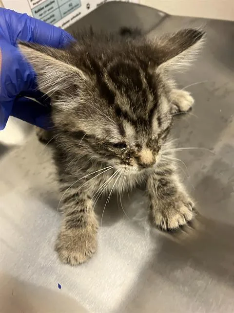 A baby small-sized male Domestic Short Hair cat named Mace for adoption in Long Beach, CA