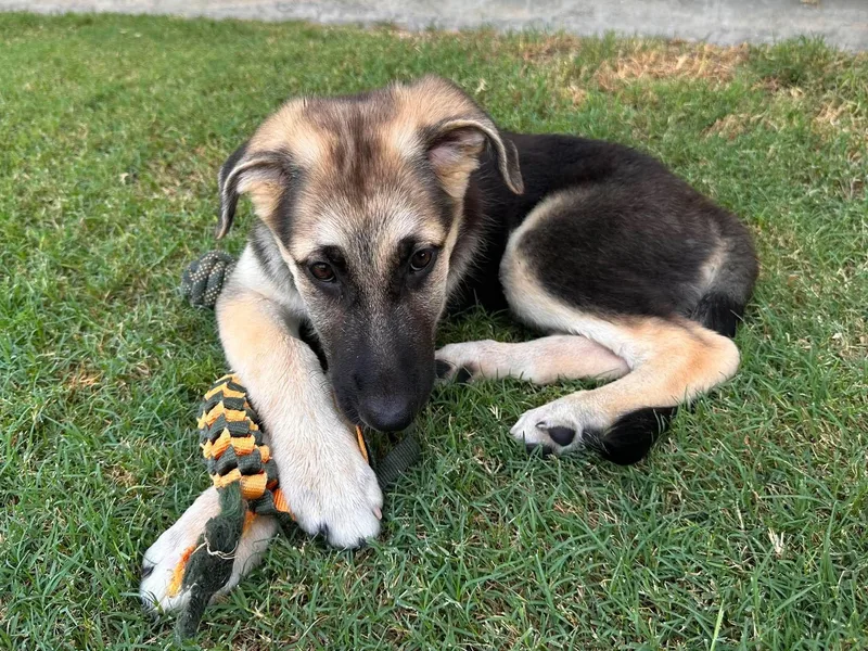 A baby large-sized female German Shepherd Dog dog named Georgie for adoption in Lockhart, TX