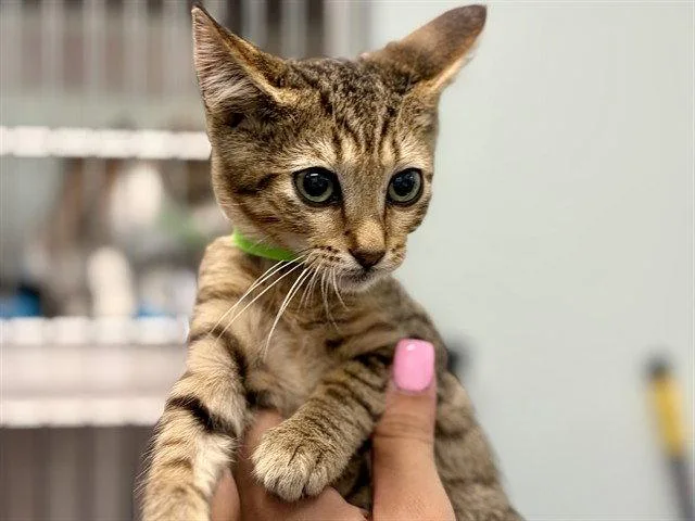A baby small-sized male Brown / Chocolate Domestic Short Hair cat named Bentley for adoption in Tavares, FL