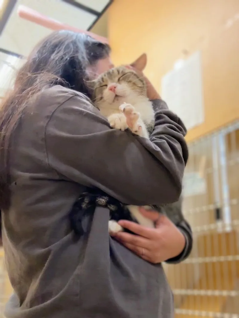 An adult medium-sized male White Domestic Short Hair cat named Whistle for adoption in Pearland, TX