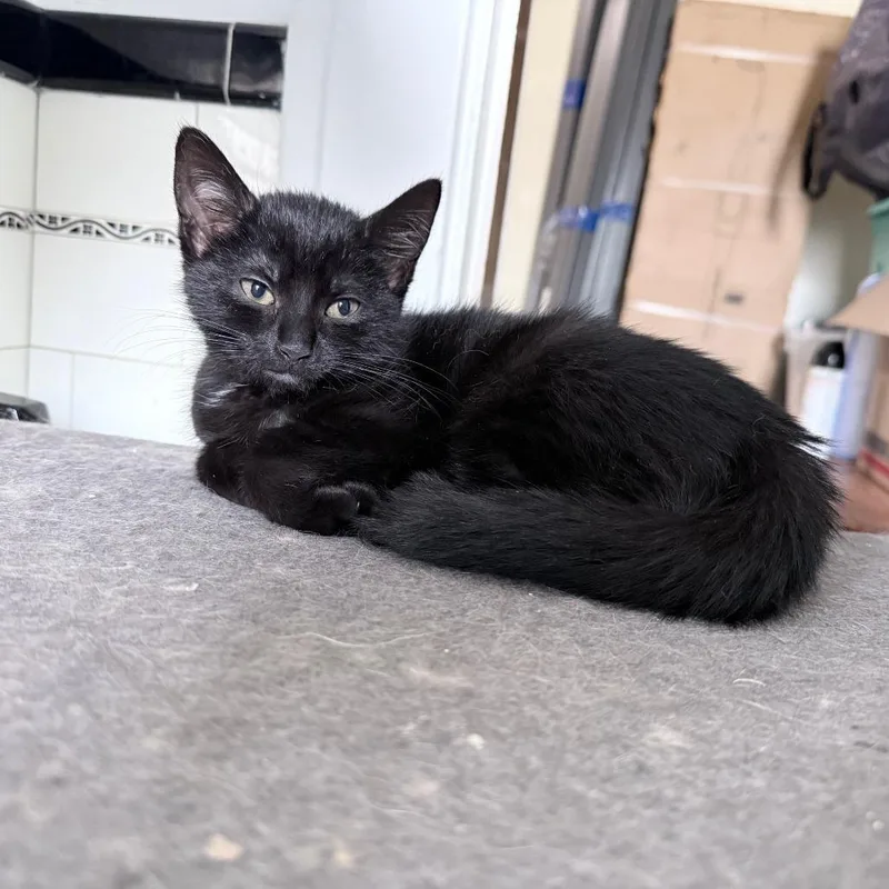 A baby small-sized female Black Domestic Short Hair cat named Jiji for adoption in PITTSBURGH, PA
