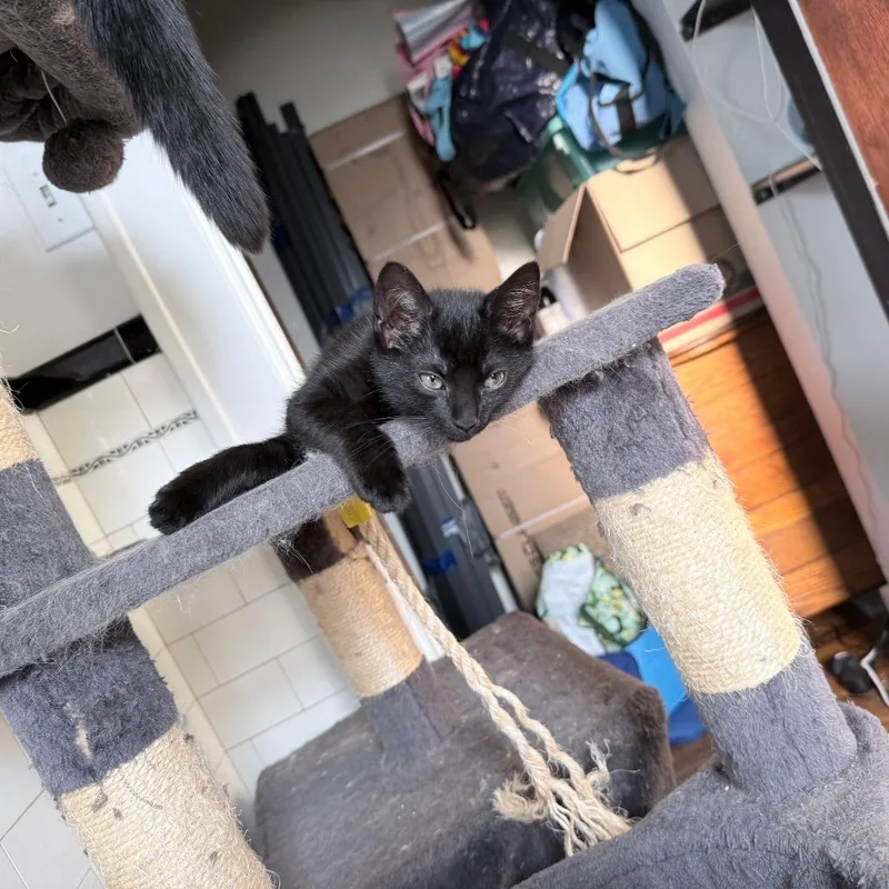 Jiji thumbnail 3