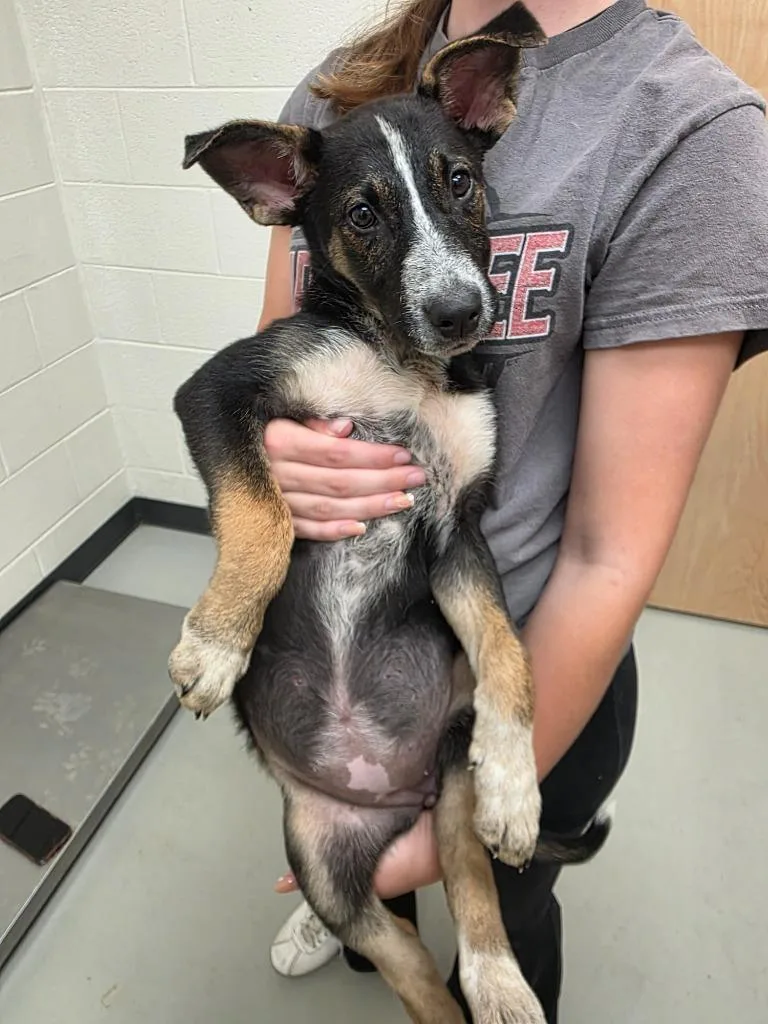 A baby large-sized female German Shepherd Dog dog named Rena for adoption in Greeneville, TN