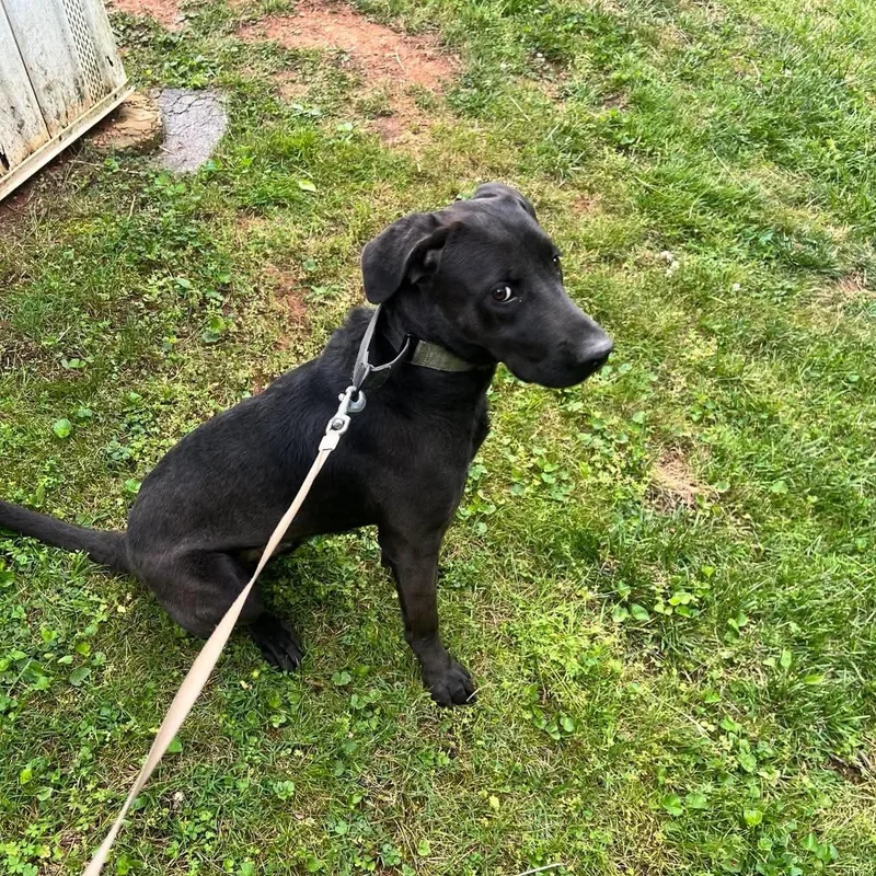 A young medium-sized male Black Labrador Retriever dog named Sonny for adoption in Zuni, VA