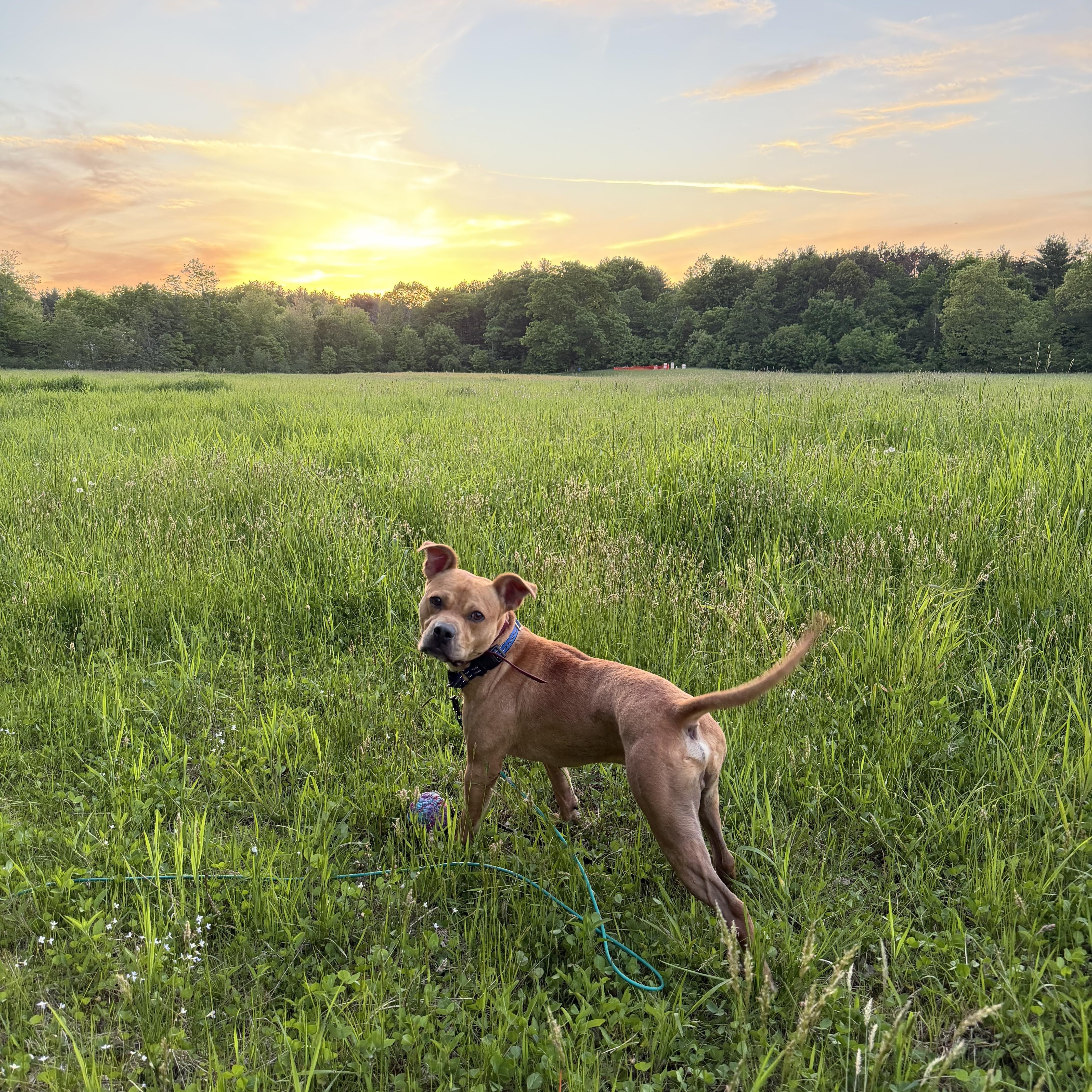 An adult medium-sized male Yellow / Tan / Blond / Fawn Mixed Breed dog named Tommy for adoption in Vassalboro, ME