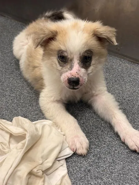 A baby large-sized female Mixed Breed dog named Mars for adoption in Dallas, TX