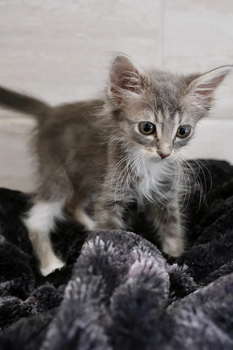 Simba